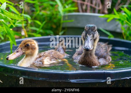 Enten schwimmen in einer Badewanne. Enten als Haustiere helfen im Garten. Glückliche Enten im Garten. Enten Schwimmen. Süße Khaki Campbell Enten. Stockfoto