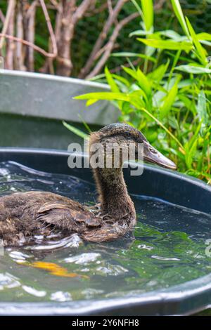 Enten schwimmen in einer Badewanne. Enten als Haustiere helfen im Garten. Glückliche Enten im Garten. Enten Schwimmen. Süße Khaki Campbell Enten. Stockfoto