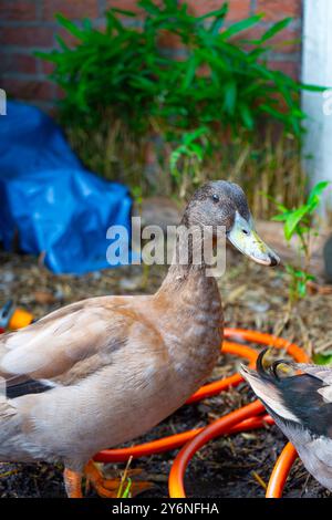 Enten schwimmen in einer Badewanne. Enten als Haustiere helfen im Garten. Glückliche Enten im Garten. Enten Schwimmen. Süße Khaki Campbell Enten. Stockfoto