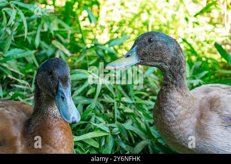 Enten schwimmen in einer Badewanne. Enten als Haustiere helfen im Garten. Glückliche Enten im Garten. Enten Schwimmen. Süße Khaki Campbell Enten. Stockfoto