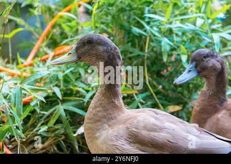 Enten schwimmen in einer Badewanne. Enten als Haustiere helfen im Garten. Glückliche Enten im Garten. Enten Schwimmen. Süße Khaki Campbell Enten. Stockfoto