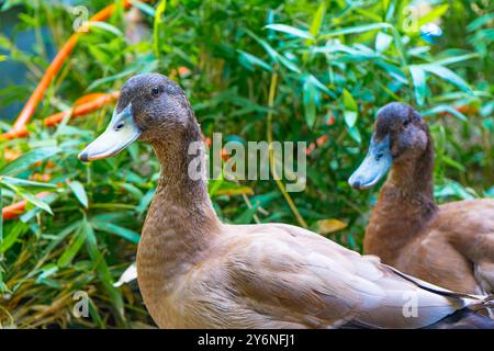 Enten schwimmen in einer Badewanne. Enten als Haustiere helfen im Garten. Glückliche Enten im Garten. Enten Schwimmen. Süße Khaki Campbell Enten. Stockfoto