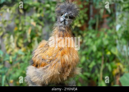 Nahaufnahmen von bunten Seidenhühnern. Junge Seide essen und rennen herum. Farbenfrohe, flauschige Seide. Freilandhühner im Hinterhof. Heimgeflügel. Stockfoto