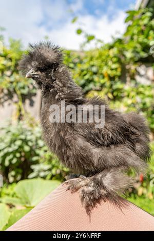 Nahaufnahmen von bunten Seidenhühnern. Junge Seide essen und rennen herum. Farbenfrohe, flauschige Seide. Freilandhühner im Hinterhof. Heimgeflügel. Stockfoto