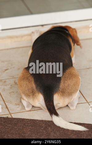Abgebrannter Beagle-Hund, der neben der Tür draußen liegt Stockfoto