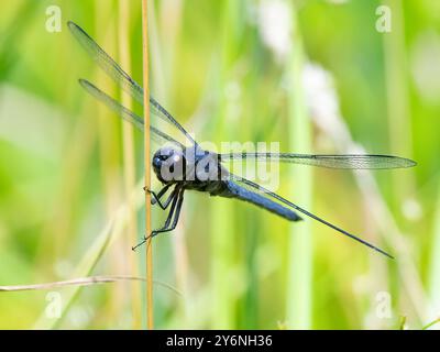 Slaty Skimmer Dragonfly im Washburn Memorial Park, Marion, Massachusetts Stockfoto