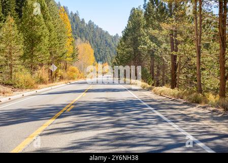 Gerader Abschnitt einer Bergstraße durch einen Wald in Kalifornien an einem sonnigen Herbsttag. Einige Bäume am Gipfel des Herbstblattes säumen die Straße. Stockfoto