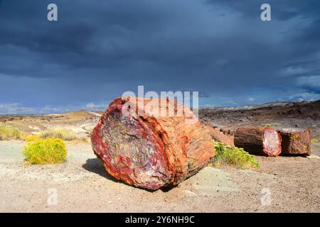 Fossilien im Crystal Forest im Petrified Forest National Park, Arizona. Stockfoto