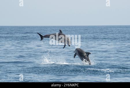 August 2024 große Tümmler springen aus dem Wasser im Alboransee im Mittelmeer bei Nerja, Spanien Stockfoto