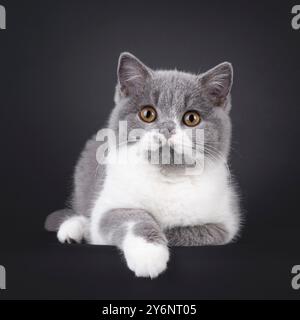 Niedliches Blau mit weißem, britischem Kurzhaar-Katzenkätzchen, das nach vorne hin liegt. Blick auf die Kamera mit orangefarbenen Augen. Isoliert auf schwarzem Hintergrund. Stockfoto