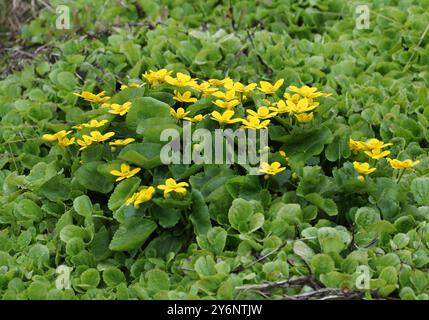Marsh Marigold oder Kingcup, Caltha palustris, Ranunculaceae. Island. Stockfoto