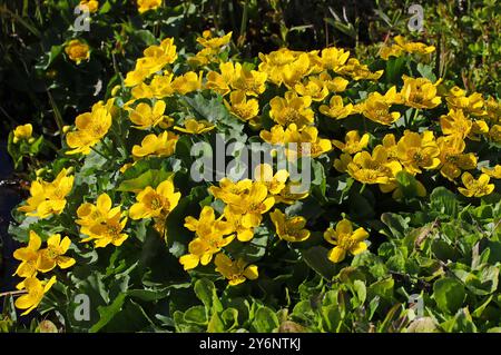 Marsh Marigold oder Kingcup, Caltha palustris, Ranunculaceae. Island. Stockfoto