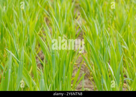 Junge Sprossen von Weizen, Nahaufnahme. Junger grüner Weizen, der auf dem Feld wächst. Stockfoto