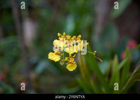 Tanzende Orchideen, Oncidium oder tanzende Puppe, goldene Duschorchideen leuchtend gelb mit braunen oder roten Markierungen Blüten wachsen in Clustern im Stockfoto