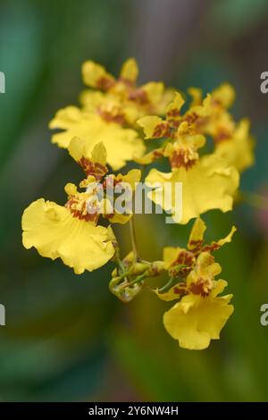 Nahaufnahme von Orchideenblumen der tanzenden Dame, Onzidium oder tanzende Puppe, goldene Duschorchiden leuchtend gelb mit braunen oder roten Markierungen Stockfoto