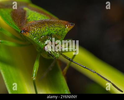Insekten, Weißdornschildkäfer. Makrobild, Innenbereich, Flash Defuser. Stratford Upon Avon, Warwickshire, großbritannien Stockfoto