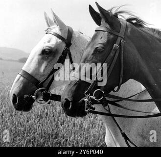 Pferde Köpfe Pferd Kopf Paar Porträt Stockfoto