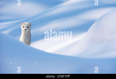 Herd (Mustela erminea) im weißen Winterfell. Stockfoto