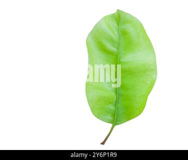 Schneiden Sie aus Mimusops Elengileaf oder kugelförmigem Holzblatt mit präzisen Schnittpfaden, die auf einem weißen Hintergrund stehen, das Blatt glatt und glänzend Stockfoto
