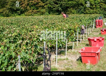 Châtillon-sur-Marne (Nordfrankreich): Traubenernte in einem Weinberg der Champagne. Saisonarbeiter, die Trauben in den Rebreihen ernten Stockfoto