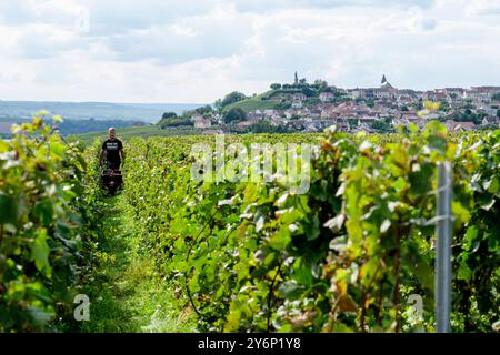 Châtillon-sur-Marne (Nordfrankreich): Traubenernte in einem Weinberg der Champagne. Saisonarbeiter, die Trauben in den Rebreihen ernten Stockfoto