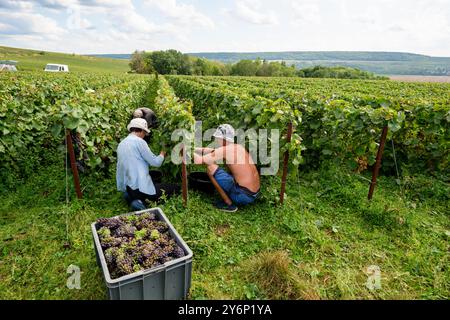 Châtillon-sur-Marne (Nordfrankreich): Traubenernte in einem Weinberg der Champagne. Saisonarbeiter, die Trauben in den Rebreihen ernten Stockfoto