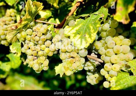 Nordheim Themenfoto: Herbst, Wein, Weinlese, Winzer, Trauben, Nordheim, Bayern, Deutschland, 25.09.2024 Helle Weintrauben an der Rebe Themenfoto: Herbst, Wein, Weinlese, Winzer, Trauben, Nordheim, Bayern, Deutschland, 25.09.2024 *** Nordheim Themenfoto Herbst, Wein, Traubenernte, Winzer, Trauben, Nordheim, Bayern, Deutschland, 25 09 2024 helle Trauben zum Thema Weinrebe Foto Herbst, Wein, Traubenlese, Winzer, Trauben, Nordheim, Bayern, Deutschland, 25 09 2024 Copyright: xAugstx/xEibner-Pressefotox EP jat Stockfoto