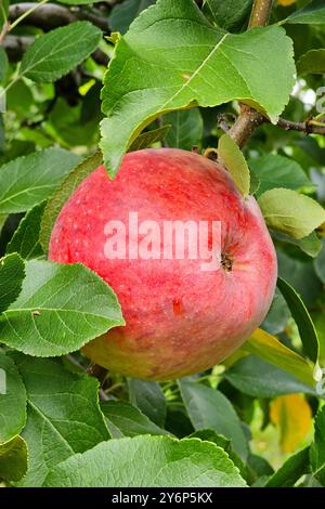 Nordheim Themenfoto: Herbst, Wein, Weinlese, Winzer, Trauben, Nordheim, Bayern, Deutschland, 25.09.2024 Rote Aepfel am Baum Themenfoto: Herbst, Wein, Weinlese, Winzer, Trauben, Nordheim, Bayern, Deutschland, 25.09.2024 *** Nordheim Themenfoto Herbst, Wein, Traubenernte, Winzer, Trauben, Nordheim, Bayern, Deutschland, 25 09 2024 Rote Äpfel auf dem Baum Thema Herbst, Wein, Traubenernte, Winzer, Trauben, Nordheim, Bayern, Deutschland, 25 09 2024 Copyright: xAugstx/xEibner-Pressefotox EP jat Stockfoto