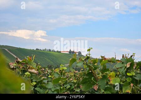 Nordheim Themenfoto: Herbst, Wein, Weinlese, Winzer, Trauben, Nordheim, Bayern, Deutschland, 25.09.2024 Themenfoto: Herbst, Wein, Weinlese, Winzer, Trauben, Nordheim, Bayern, Deutschland, 25.09.2024 *** Nordheim Themenfoto Herbst, Wein, Traubenernte, Winzer, Trauben, Nordheim, Bayern, Deutschland, 25 09 2024 Thema Foto Herbst, Wein, Traubenlese, Winzer, Trauben, Nordheim, Bayern, Deutschland, 25 09 2024 Copyright: xAugstx/xEibner-Pressefotox EP jat Stockfoto