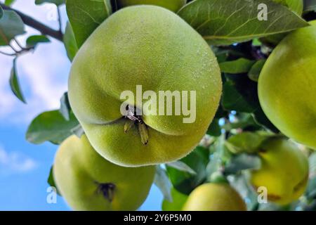 Nordheim Themenfoto: Herbst, Wein, Weinlese, Winzer, Trauben, Nordheim, Bayern, Deutschland, 25.09.2024 Quitte am Baum Themenfoto: Herbst, Wein, Weinlese, Winzer, Trauben, Nordheim, Bayern, Deutschland, 25.09.2024 *** Nordheim Themenfoto Herbst, Wein, Traubenernte, Winzer, Trauben, Nordheim, Bayern, Deutschland, 25 09 2024 Quitte zum Thema Baum Foto Herbst, Wein, Traubenernte, Winzer, Trauben, Nordheim, Bayern, Deutschland, 25 09 2024 Copyright: xAugstx/xEibner-Pressefotox EP jat Stockfoto