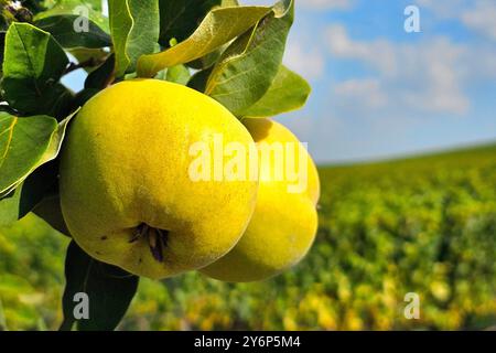 Nordheim Themenfoto: Herbst, Wein, Weinlese, Winzer, Trauben, Nordheim, Bayern, Deutschland, 25.09.2024 Fruechte der Quitte am Baum Themenfoto: Herbst, Wein, Weinlese, Winzer, Trauben, Nordheim, Bayern, Deutschland, 25.09.2024 *** Nordheim Themenfoto Herbst, Wein, Traubenernte, Winzer, Trauben, Nordheim, Bayern, Deutschland, 25 09 2024 Früchte der Quitte auf dem Baumotiv Foto Herbst, Wein, Traubenernte, Winzer, Trauben, Nordheim, Bayern, Deutschland, 25 09 2024 Copyright: xAugstx/xEibner-Pressefotox EP jat Stockfoto