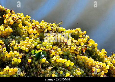 Nordheim Themenfoto: Herbst, Wein, Weinlese, Winzer, Trauben, Nordheim, Bayern, Deutschland, 25.09.2024 Gelesene helle Weintrauben Themenfoto: Herbst, Wein, Weinlese, Winzer, Trauben, Nordheim, Bayern, Deutschland, 25.09.2024 *** Nordheim Themenfoto Herbst, Wein, Traubenernte, Winzer, Trauben, Nordheim, Bayern, Deutschland, 25 09 2024 geerntete helle Trauben Thema Foto Herbst, Wein, Traubenlese, Winzer, Trauben, Nordheim, Bayern, Deutschland, 25 09 2024 Copyright: xAugstx/xEibner-Pressefotox EP jat Stockfoto