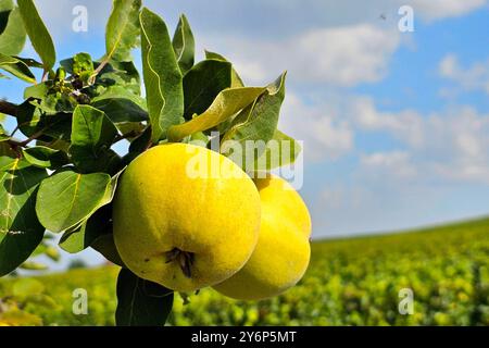 Nordheim Themenfoto: Herbst, Wein, Weinlese, Winzer, Trauben, Nordheim, Bayern, Deutschland, 25.09.2024 Fruechte der Quitte am Baum Themenfoto: Herbst, Wein, Weinlese, Winzer, Trauben, Nordheim, Bayern, Deutschland, 25.09.2024 *** Nordheim Themenfoto Herbst, Wein, Traubenernte, Winzer, Trauben, Nordheim, Bayern, Deutschland, 25 09 2024 Früchte der Quitte auf dem Baumotiv Foto Herbst, Wein, Traubenernte, Winzer, Trauben, Nordheim, Bayern, Deutschland, 25 09 2024 Copyright: xAugstx/xEibner-Pressefotox EP jat Stockfoto