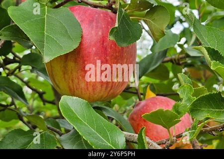 Nordheim Themenfoto: Herbst, Wein, Weinlese, Winzer, Trauben, Nordheim, Bayern, Deutschland, 25.09.2024 Rote Aepfel am Baum Themenfoto: Herbst, Wein, Weinlese, Winzer, Trauben, Nordheim, Bayern, Deutschland, 25.09.2024 *** Nordheim Themenfoto Herbst, Wein, Traubenernte, Winzer, Trauben, Nordheim, Bayern, Deutschland, 25 09 2024 Rote Äpfel auf dem Baum Thema Herbst, Wein, Traubenernte, Winzer, Trauben, Nordheim, Bayern, Deutschland, 25 09 2024 Copyright: xAugstx/xEibner-Pressefotox EP jat Stockfoto