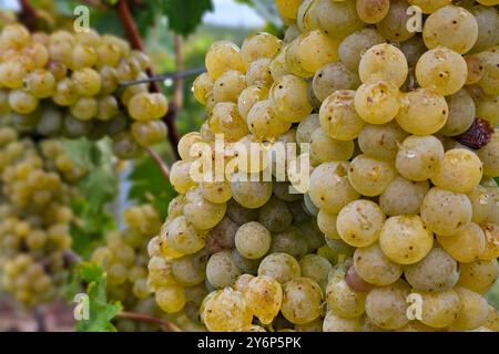 Nordheim Themenfoto: Herbst, Wein, Weinlese, Winzer, Trauben, Nordheim, Bayern, Deutschland, 25.09.2024 Helle Weintrauben an der Rebe Themenfoto: Herbst, Wein, Weinlese, Winzer, Trauben, Nordheim, Bayern, Deutschland, 25.09.2024 *** Nordheim Themenfoto Herbst, Wein, Traubenernte, Winzer, Trauben, Nordheim, Bayern, Deutschland, 25 09 2024 helle Trauben zum Thema Weinrebe Foto Herbst, Wein, Traubenlese, Winzer, Trauben, Nordheim, Bayern, Deutschland, 25 09 2024 Copyright: xAugstx/xEibner-Pressefotox EP jat Stockfoto