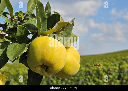 Nordheim Themenfoto: Herbst, Wein, Weinlese, Winzer, Trauben, Nordheim, Bayern, Deutschland, 25.09.2024 Fruechte der Quitte am Baum Themenfoto: Herbst, Wein, Weinlese, Winzer, Trauben, Nordheim, Bayern, Deutschland, 25.09.2024 *** Nordheim Themenfoto Herbst, Wein, Traubenernte, Winzer, Trauben, Nordheim, Bayern, Deutschland, 25 09 2024 Früchte der Quitte auf dem Baumotiv Foto Herbst, Wein, Traubenernte, Winzer, Trauben, Nordheim, Bayern, Deutschland, 25 09 2024 Copyright: xAugstx/xEibner-Pressefotox EP jat Stockfoto