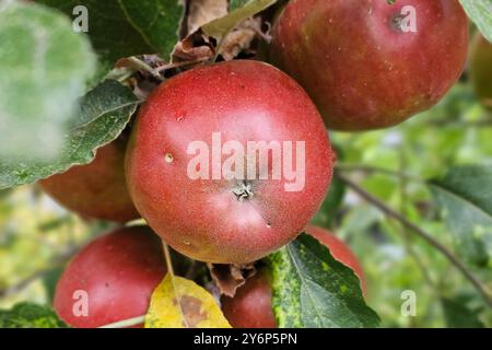 Nordheim Themenfoto: Herbst, Wein, Weinlese, Winzer, Trauben, Nordheim, Bayern, Deutschland, 25.09.2024 Rote Aepfel am Baum Themenfoto: Herbst, Wein, Weinlese, Winzer, Trauben, Nordheim, Bayern, Deutschland, 25.09.2024 *** Nordheim Themenfoto Herbst, Wein, Traubenernte, Winzer, Trauben, Nordheim, Bayern, Deutschland, 25 09 2024 Rote Äpfel auf dem Baum Thema Herbst, Wein, Traubenernte, Winzer, Trauben, Nordheim, Bayern, Deutschland, 25 09 2024 Copyright: xAugstx/xEibner-Pressefotox EP jat Stockfoto