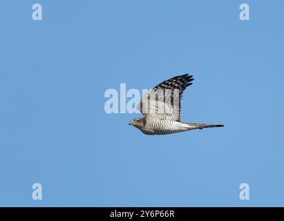 Sparrowhawk fliegt unter blauem Himmel Stockfoto