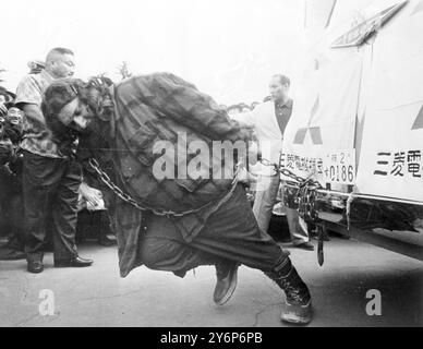 Tokio, Japan: Der große Antonio ist einer der ausländischen Teilnehmer am dritten World Wrestling League Turnier. Er zog vier sieben Tonnen schwere Busse während einer Ausstellung vor der Memorial Painting Hall im Meiji Shrine Outer Garden. 8. Mai 1961 Stockfoto