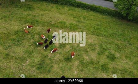 Eine Vogelperspektive einer Gruppe von Kühen, die auf einer grünen Weide in der Nähe einer Straße und Bäume weiden. Stockfoto