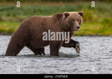 Ein Braunbär, der durch einen Fluss im Katmai-Nationalpark spaziert Stockfoto