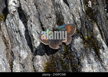 Schweizer Messing Ringlet (Erebia tyndarus) Schweiz August 2024 Stockfoto