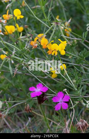 Kartäuserrosa (Dianthus carthusianorum) und Vogelfuss-Trefoil-Arten (Lotus) Schweiz August 2024 Stockfoto