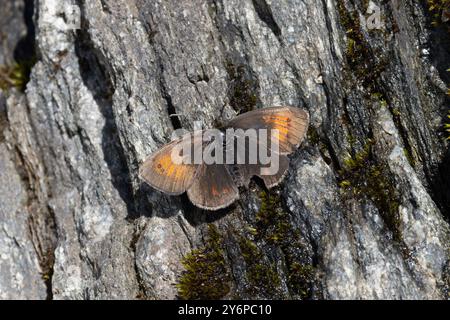 Schweizer Messing Ringlet (Erebia tyndarus) Schweiz August 2024 Stockfoto