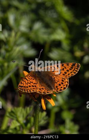 Shepherd's Fritillary (Boloria Pales) Schweiz August 2024 Stockfoto