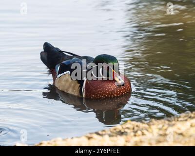 In Gefangenschaft gezüchtete männliche Holzente, Aix sponsa, im Llanelli Wetland Centre, Wales, Großbritannien Stockfoto