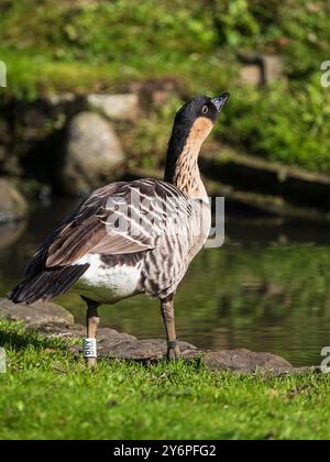 Erwachsene Nene, hawaiianische Gans, Branta sandvicensis, im Llanelli Wetland Centre, Wales, Großbritannien Stockfoto