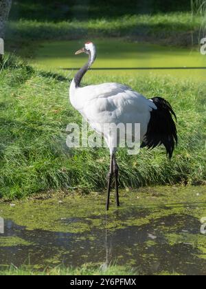 In Gefangenschaft gezüchteter, erwachsener Rotkräne oder japanischer Kran, Grus japonensis, im Llanelli Wetland Centre, Wales, Vereinigtes Königreich Stockfoto