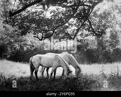 Zwei Graue Ponys. 2. Juli 1947 Stockfoto