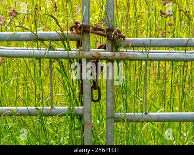 Metallkette und Vorhängeschloss sichern ein Tor auf einem Bauernhof mit Feld im Hintergrund. Stockfoto